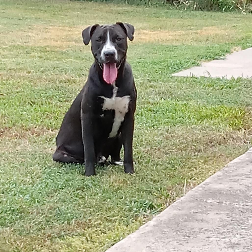 PJ, a Adoptable mixed breed in Wadena, MN image 4/6