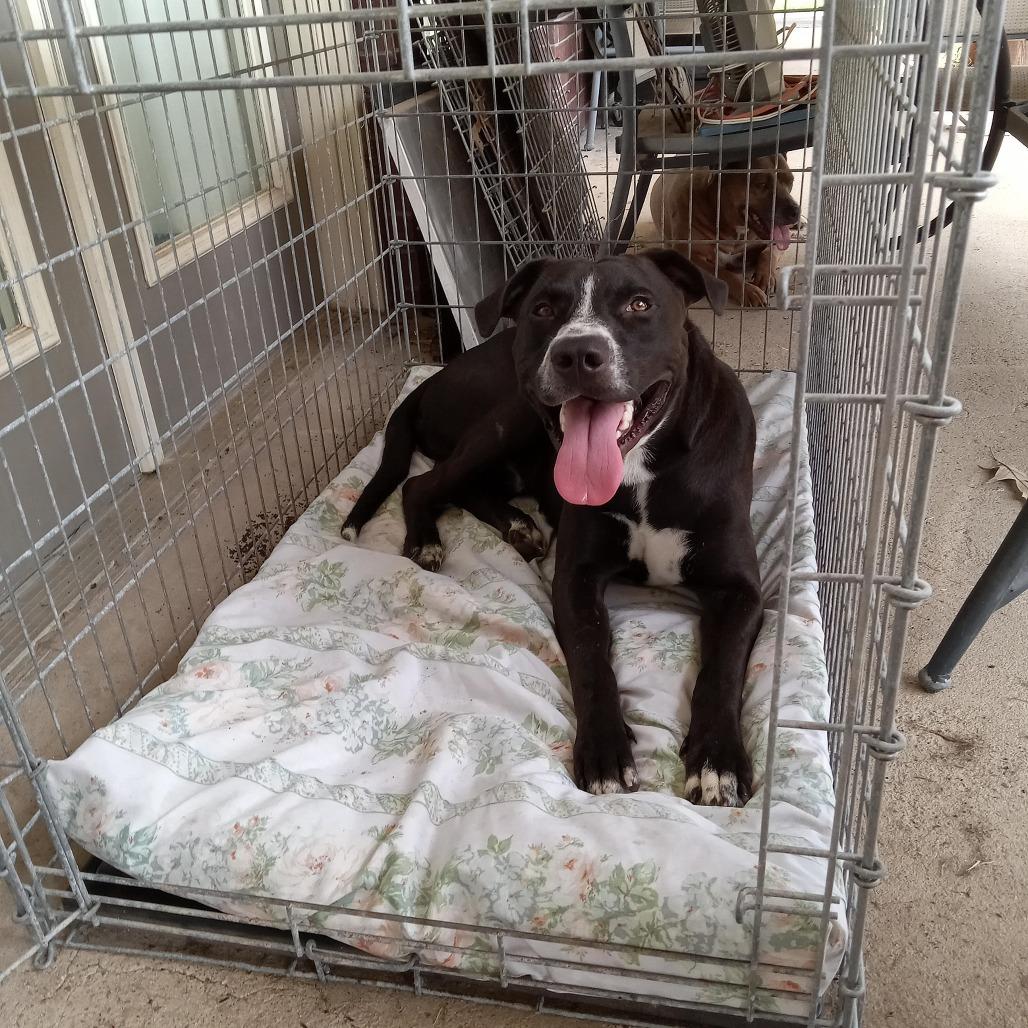 PJ, a Adoptable mixed breed in Wadena, MN image 5/6