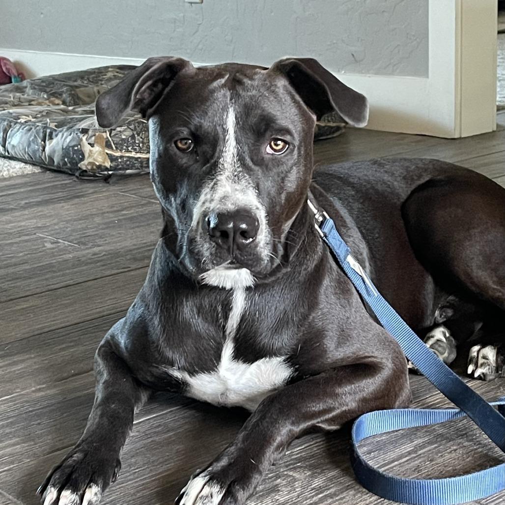 PJ, a Adoptable mixed breed in Wadena, MN image 6/6