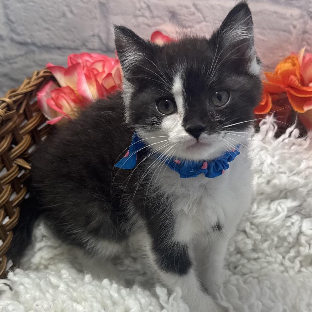 Enlarge Weddell, a Adoptable Domestic Medium Hair in Harrisonburg, VA image 1/6