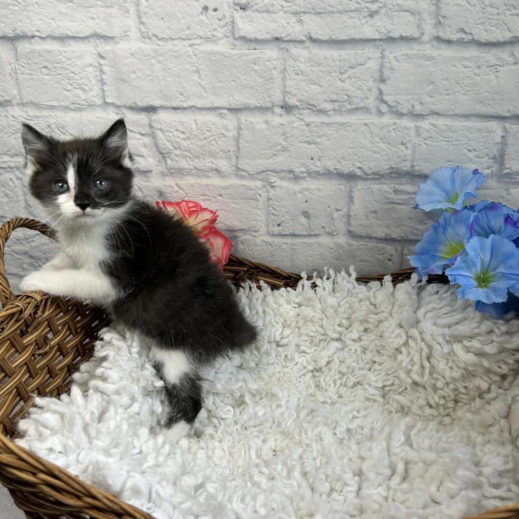 Enlarge Weddell, a Adoptable Domestic Medium Hair in Harrisonburg, VA image 2/6