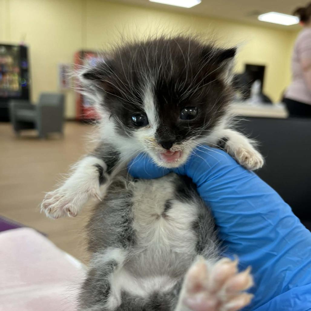 Enlarge Weddell, a Adoptable Domestic Medium Hair in Harrisonburg, VA image 3/6