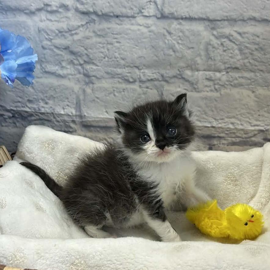 Enlarge Weddell, a Adoptable Domestic Medium Hair in Harrisonburg, VA image 4/6