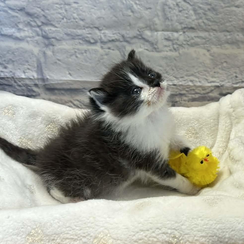 Enlarge Weddell, a Adoptable Domestic Medium Hair in Harrisonburg, VA image 6/6