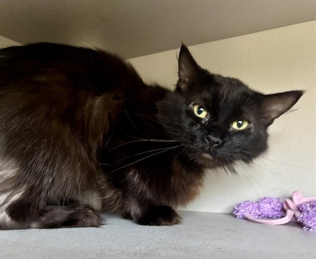 Enlarge DEXTER, a Adoptable Domestic Long Hair in Kalamazoo, MI image 1/1