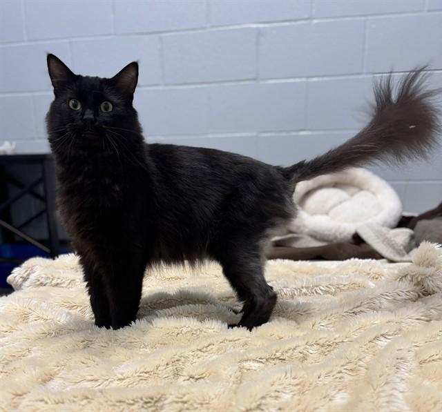 DEXTER, Adoptable, Adult Male Domestic Long Hair.