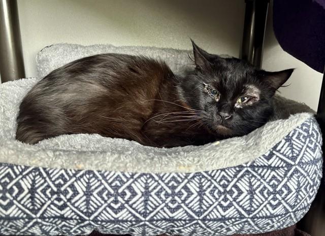 DEXTER, Adoptable, Adult Male Domestic Long Hair.