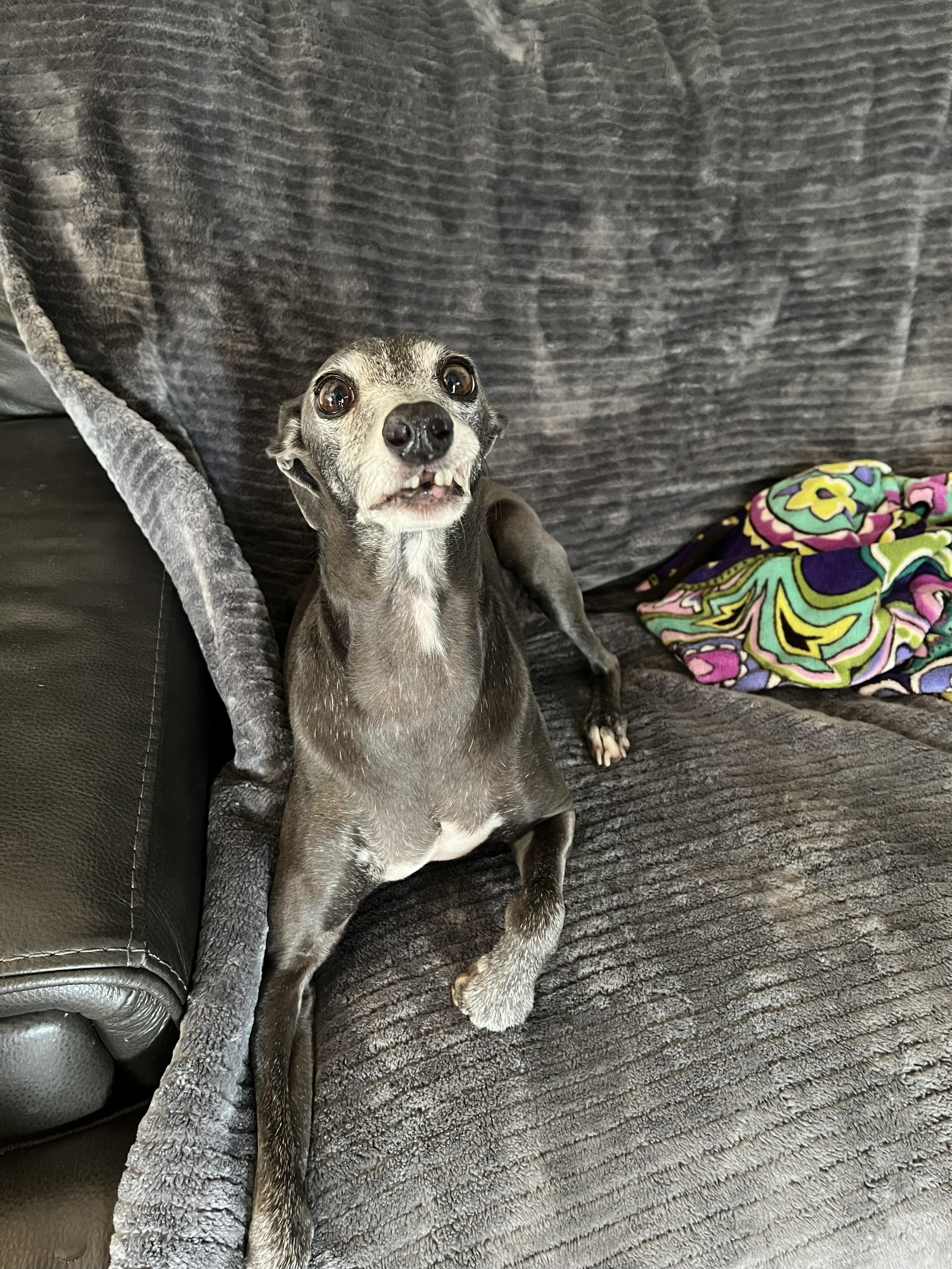 Mocha, a Adoptable Italian Greyhound in Vacaville, CA image 2/2
