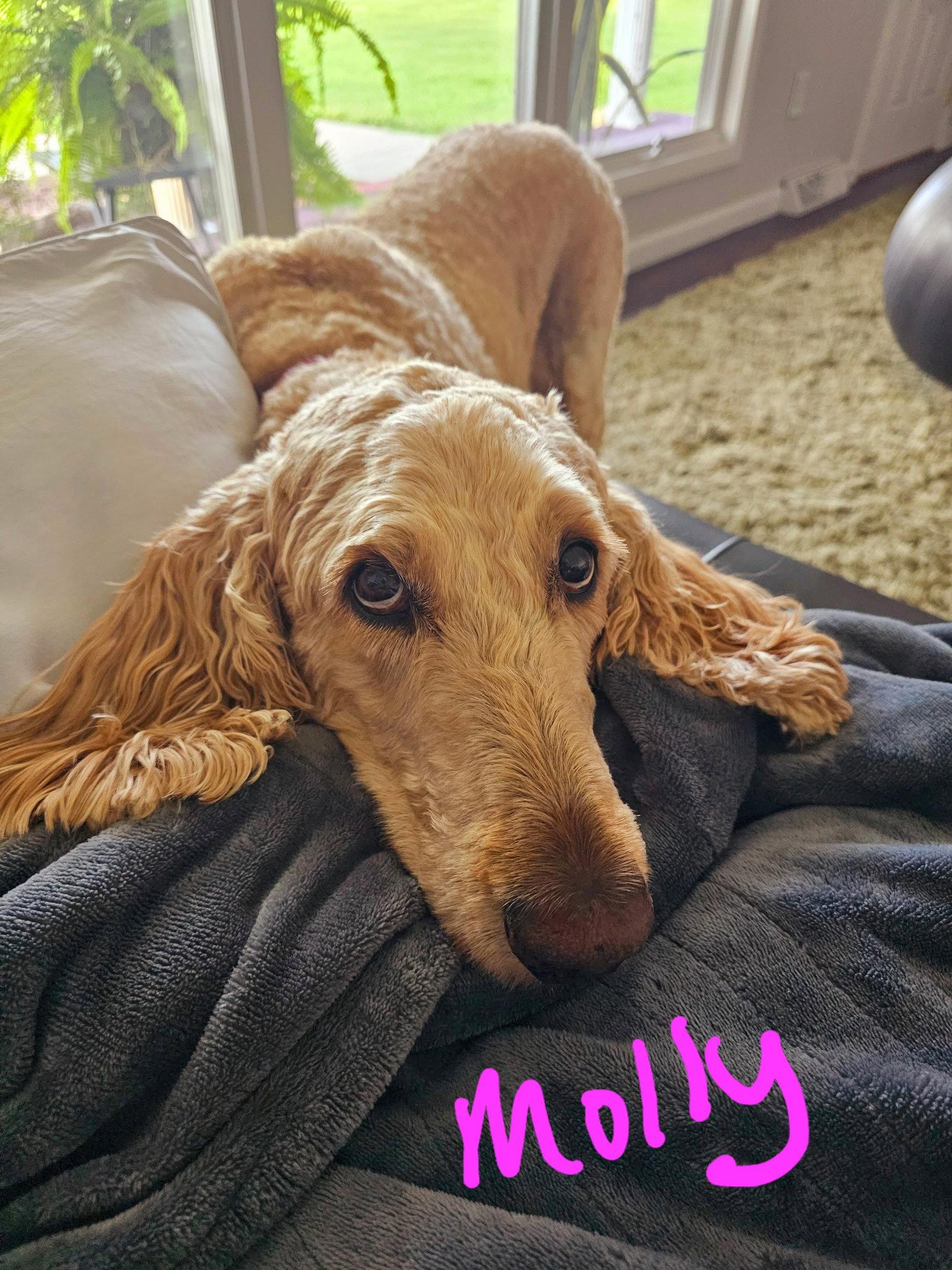 Mac, Adoptable, Adult Male Golden Retriever & Standard Poodle.