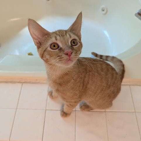 Russel, a Adoptable Domestic Short Hair in Hudsonville, MI image 1/4