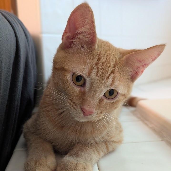 Russel, a Adoptable Domestic Short Hair in Hudsonville, MI image 2/4