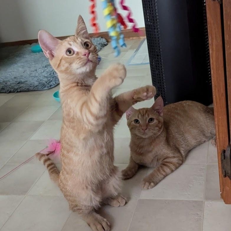 Russel, a Adoptable Domestic Short Hair in Hudsonville, MI image 3/4