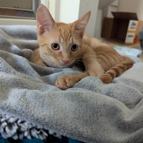 Russel, a Adoptable Domestic Short Hair in Hudsonville, MI image 4/4