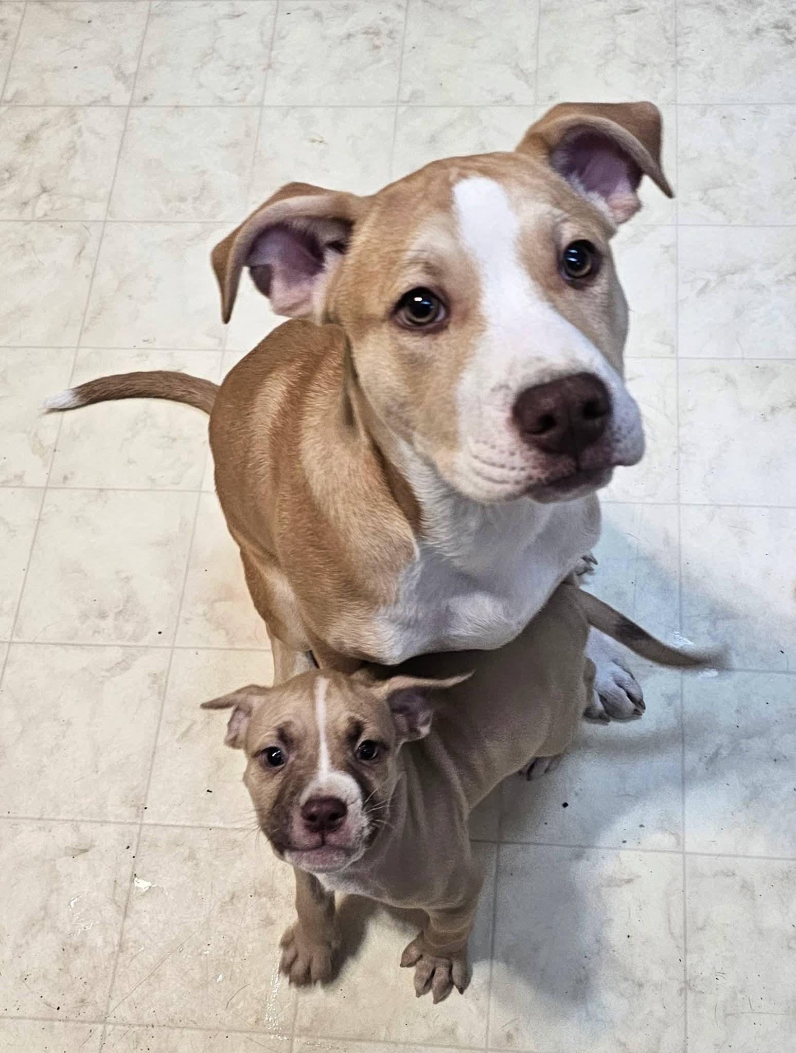 Brutus NJ, Adopted, Puppy Male Pit Bull Terrier.