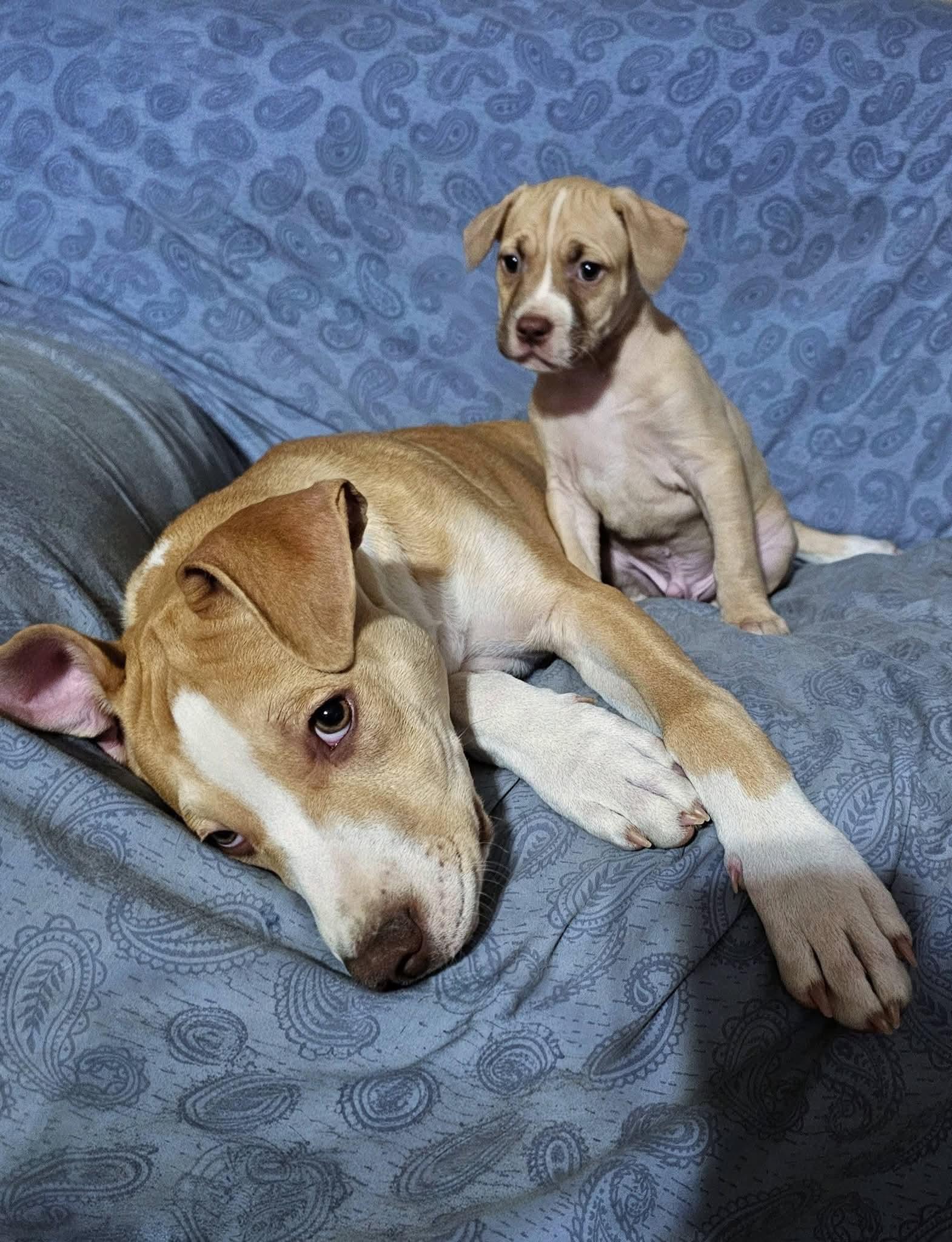 Enlarge Brutus NJ, a Adopted Pit Bull Terrier in Rockaway, NJ image 2/3