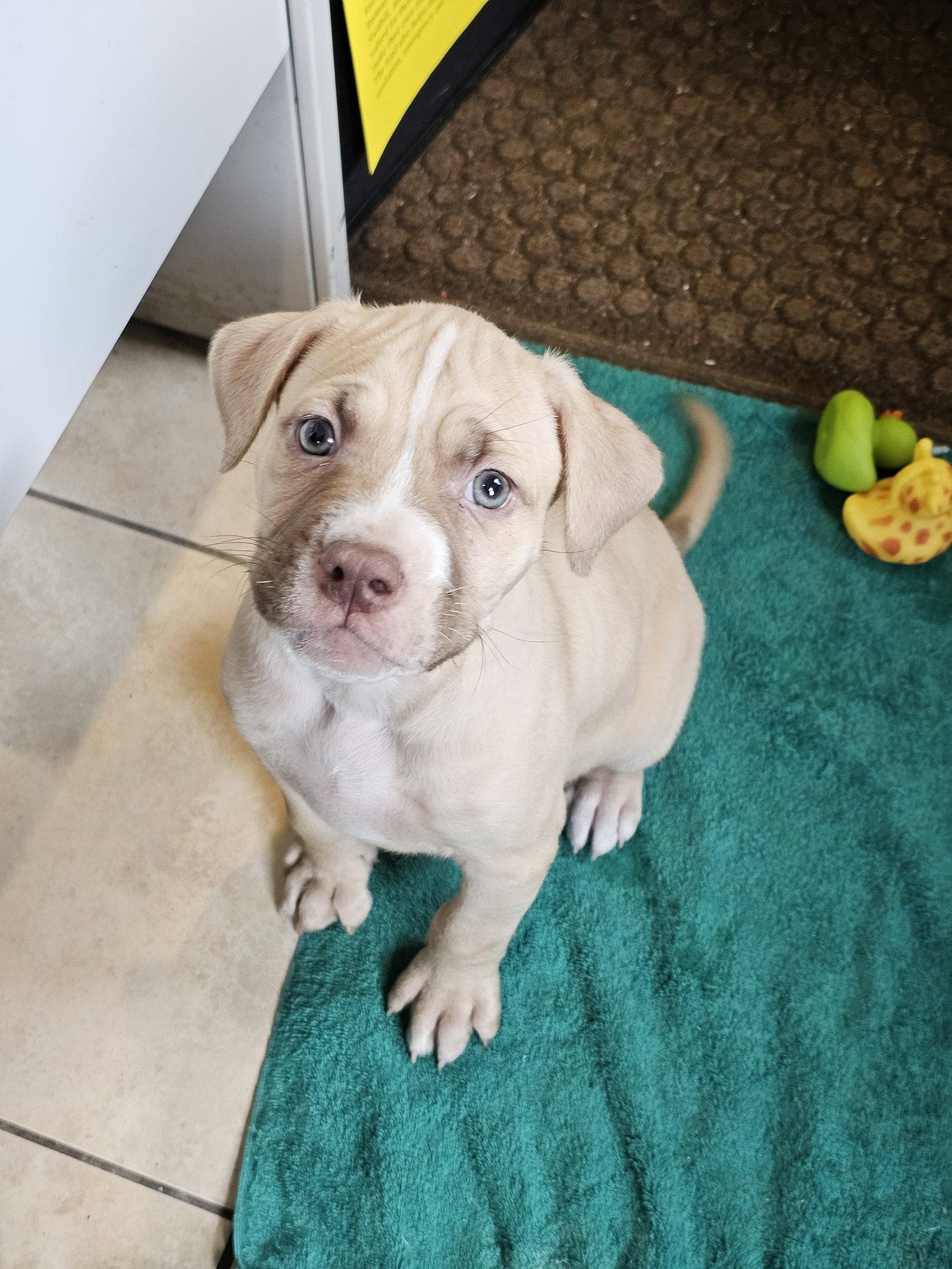 Enlarge Brutus NJ, a Adopted Pit Bull Terrier in Rockaway, NJ image 3/3