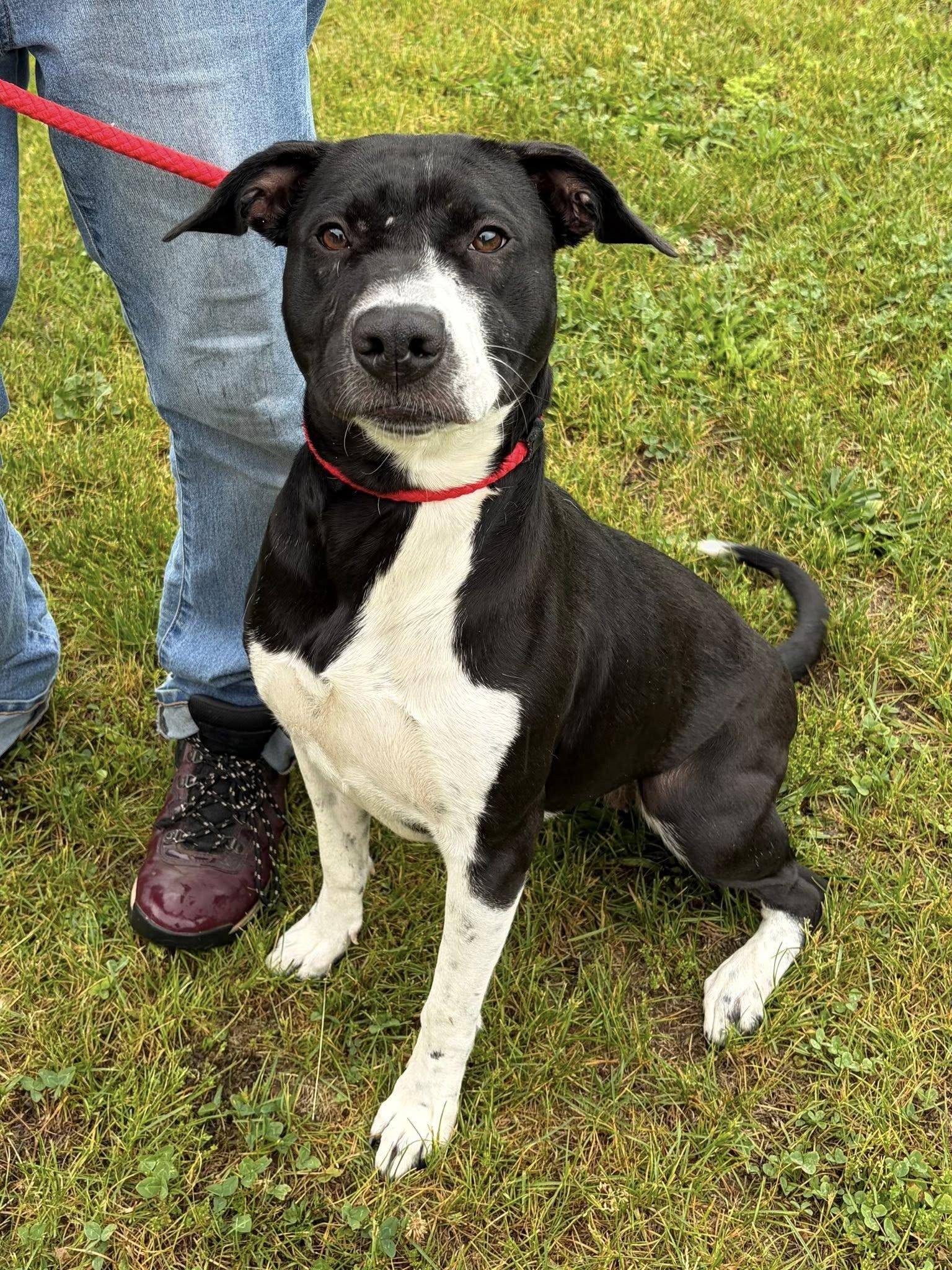 Enlarge Carrie, a ADOPTABLE Pit Bull Terrier in Winchester, VA image 3/6