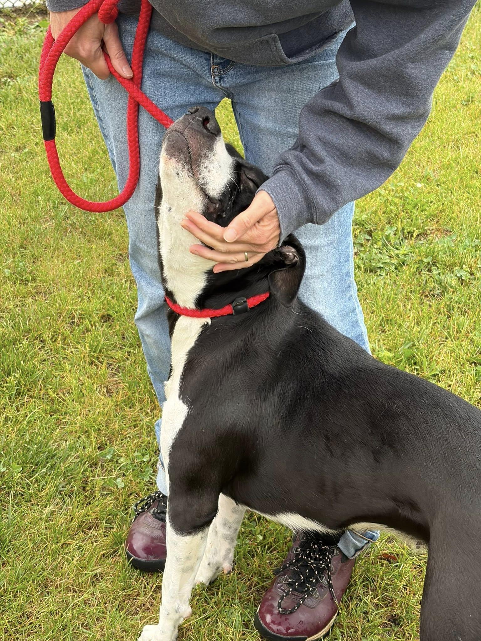 Enlarge Carrie, a ADOPTABLE Pit Bull Terrier in Winchester, VA image 4/6