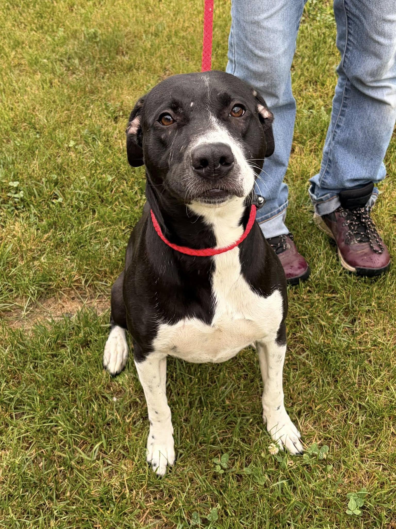 Carrie, ADOPTABLE, Adult Female Pit Bull Terrier.