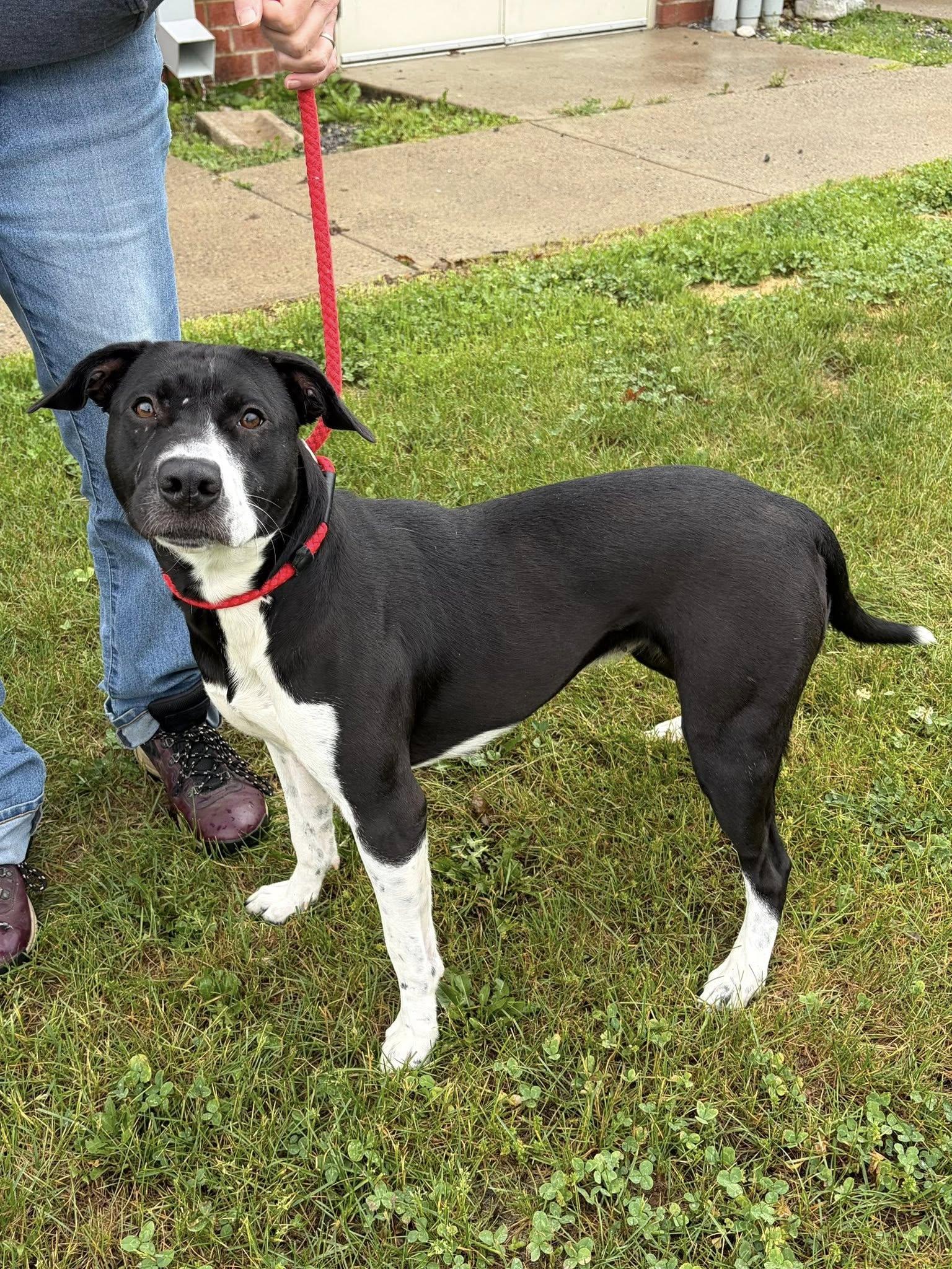 Enlarge Carrie, a ADOPTABLE Pit Bull Terrier in Winchester, VA image 5/6