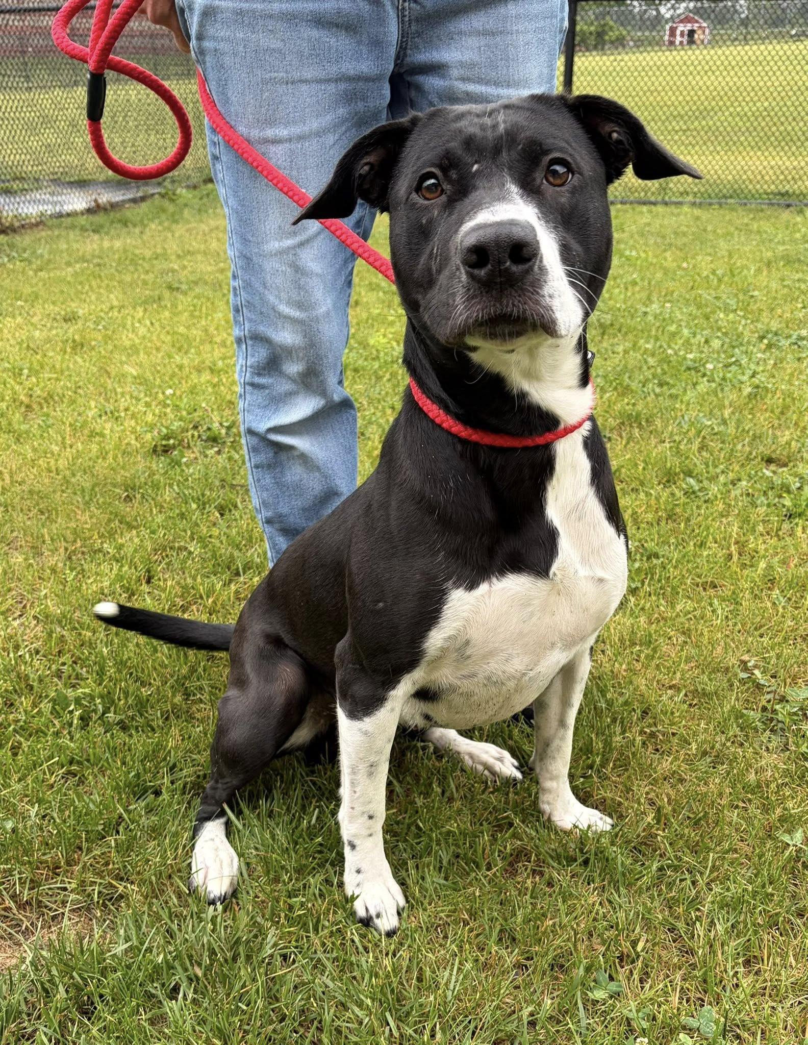 Enlarge Carrie, a ADOPTABLE Pit Bull Terrier in Winchester, VA image 2/6