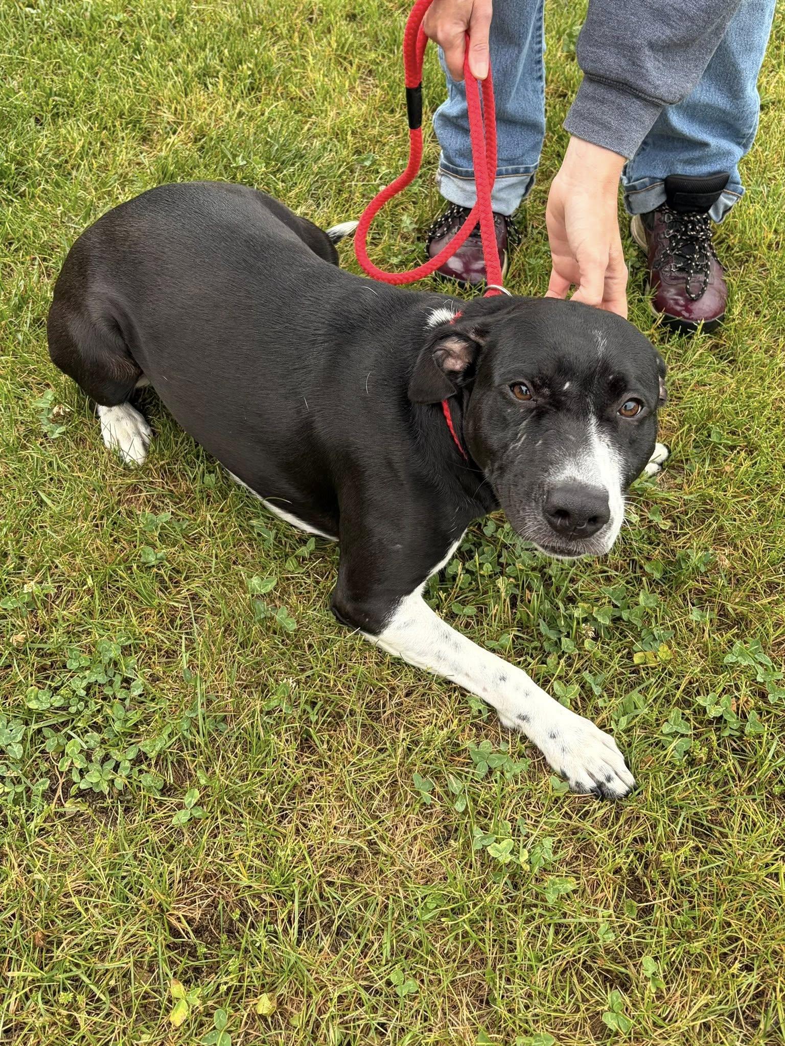 Enlarge Carrie, a ADOPTABLE Pit Bull Terrier in Winchester, VA image 6/6