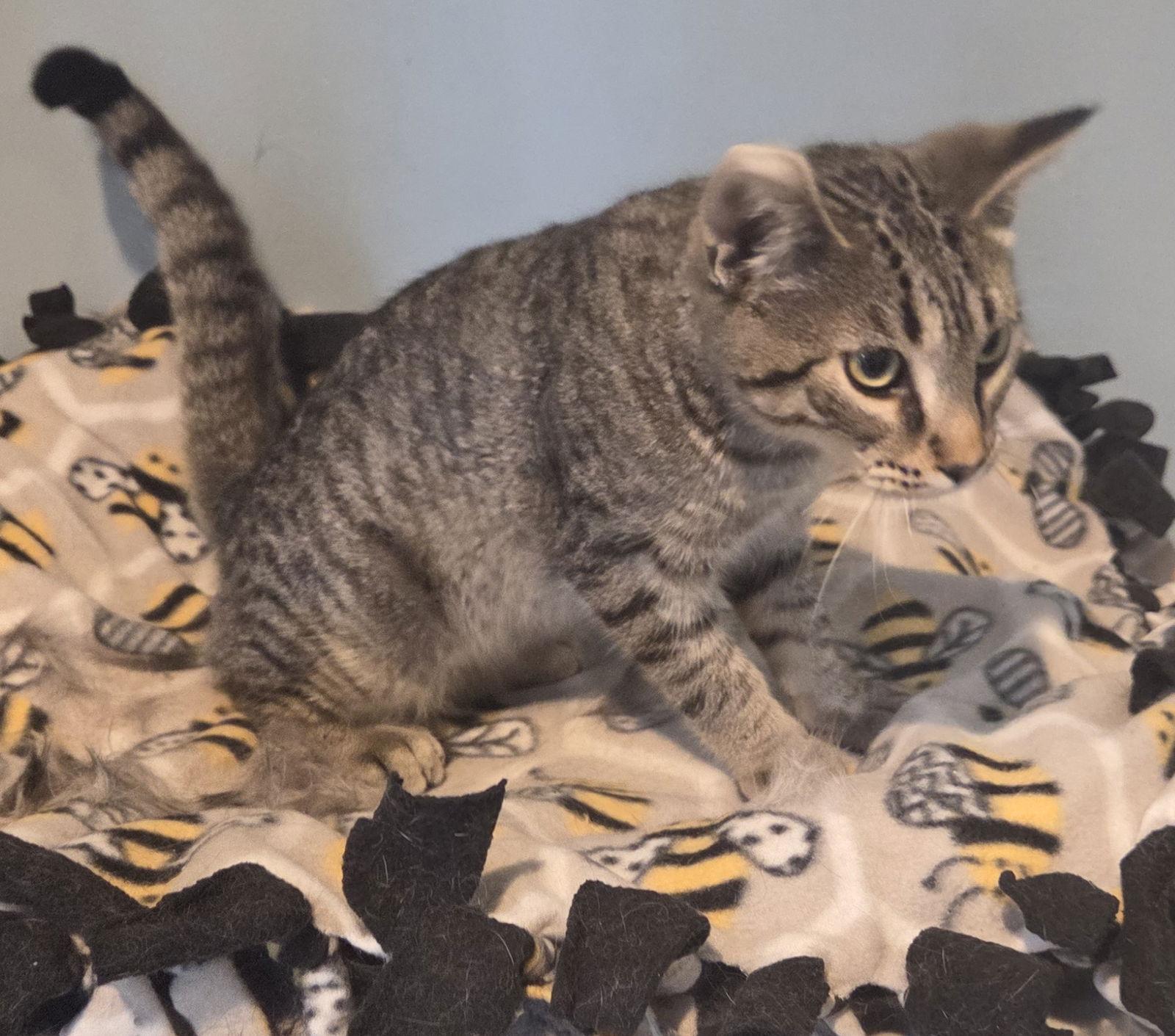 Clark, a Adopted mixed breed in Forest Lake, MN image 1/3