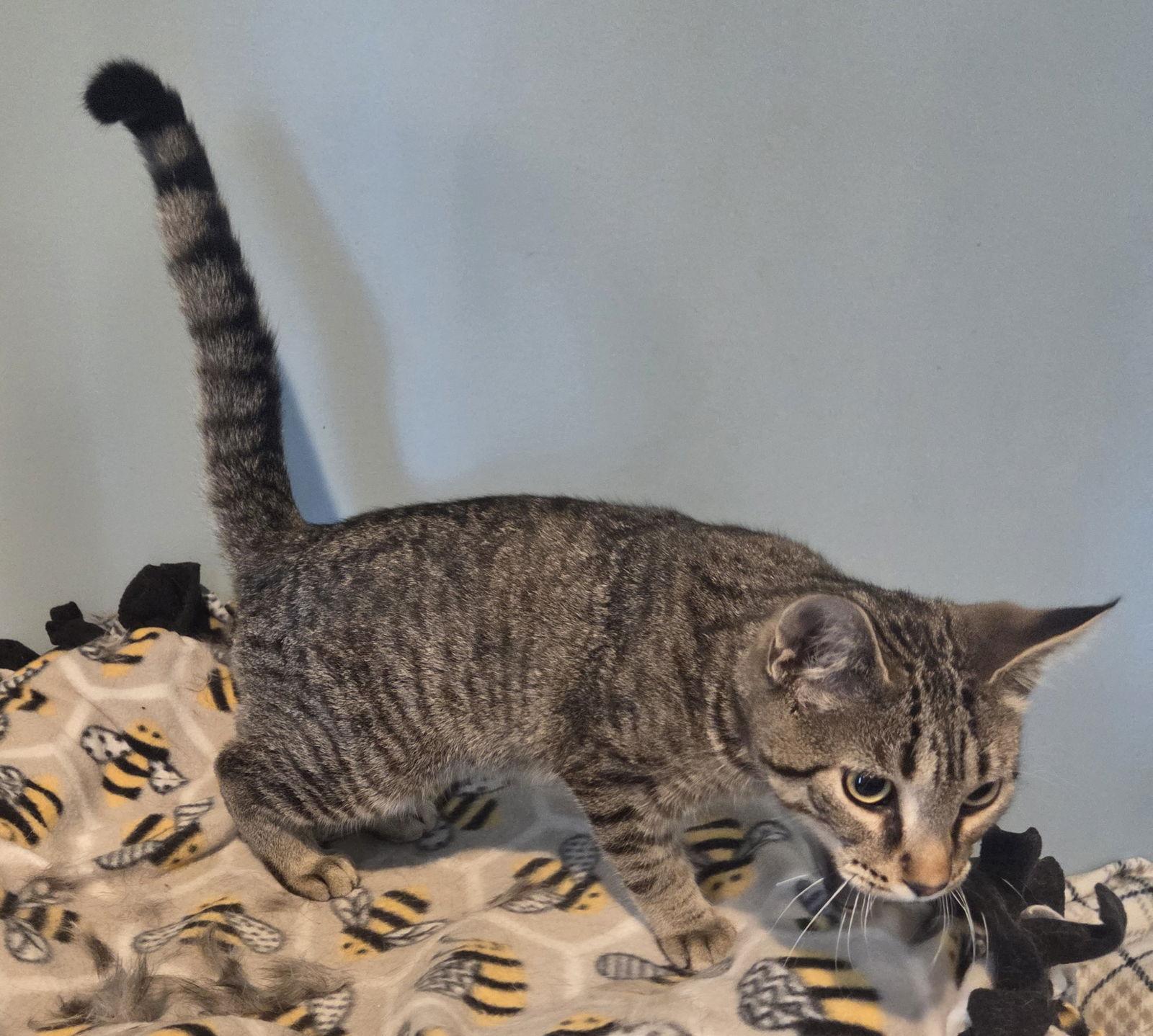 Clark, a Adopted mixed breed in Forest Lake, MN image 2/3