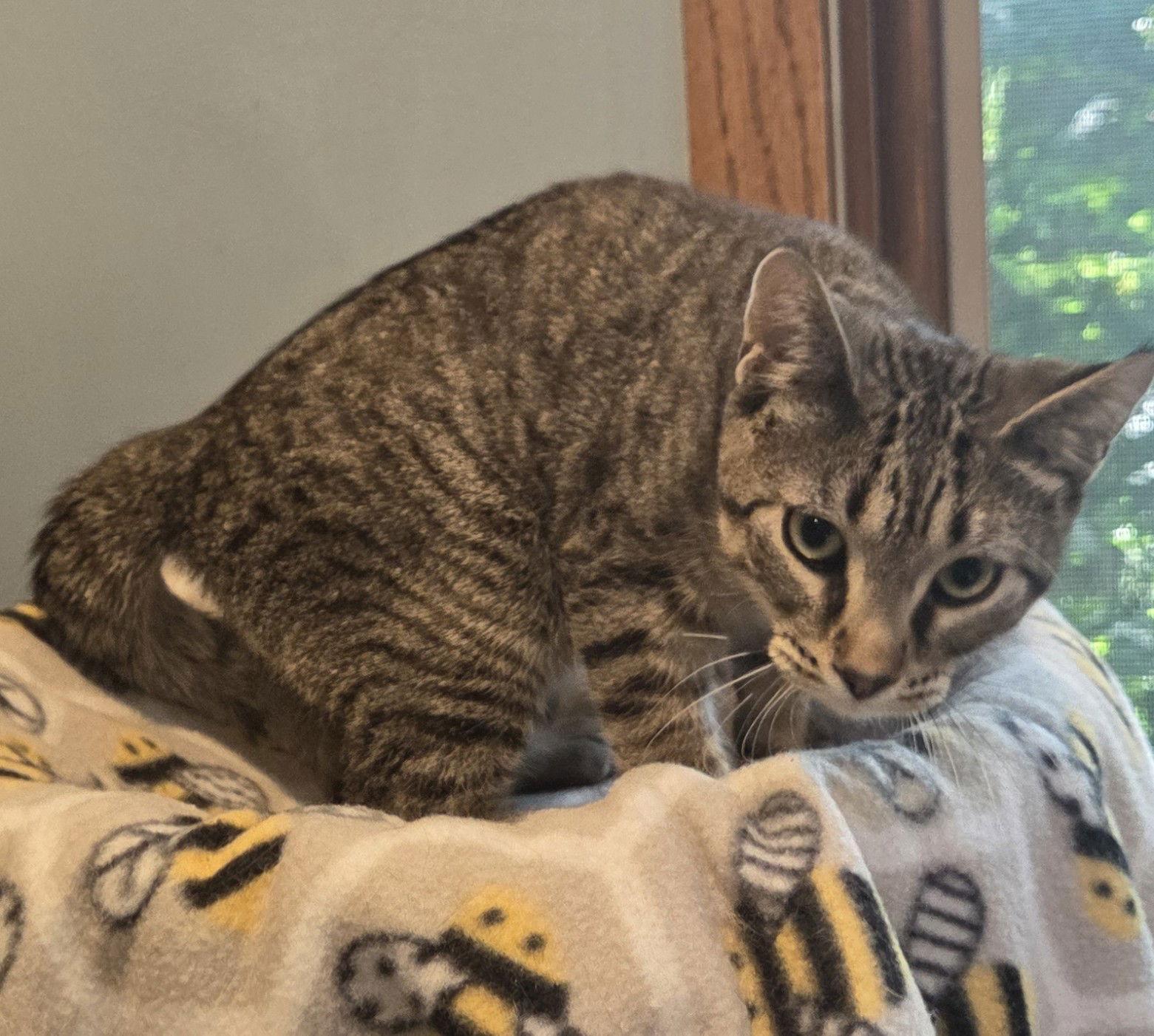 Clark, a Adopted mixed breed in Forest Lake, MN image 3/3