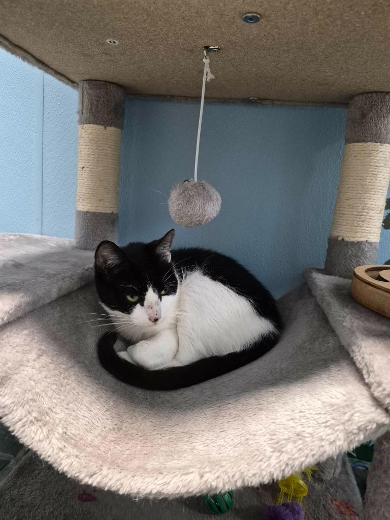 Sonic, Adoptable, Young Female Domestic Short Hair.