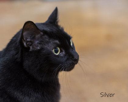 Enlarge Silver, a Adoptable Domestic Short Hair in Bishop, GA image 2/5