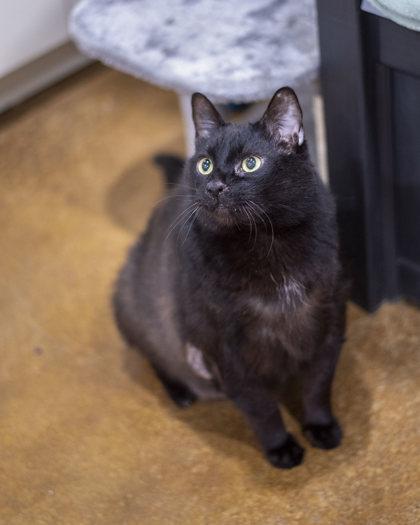 Enlarge Silver, a Adoptable Domestic Short Hair in Bishop, GA image 3/5
