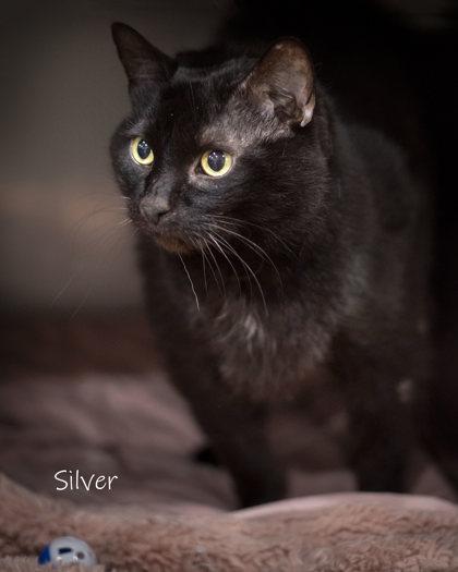 Enlarge Silver, a Adoptable Domestic Short Hair in Bishop, GA image 4/5