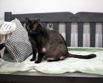 Enlarge Silver, a Adoptable Domestic Short Hair in Bishop, GA image 5/5