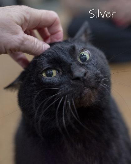 Silver, Adoptable, Senior Male Domestic Short Hair.