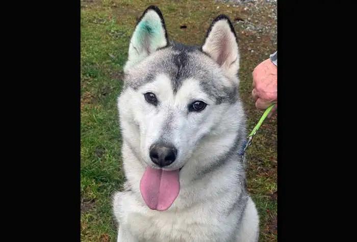 Enlarge Figgy, a ADOPTABLE Husky in Coupeville, WA image 1/2