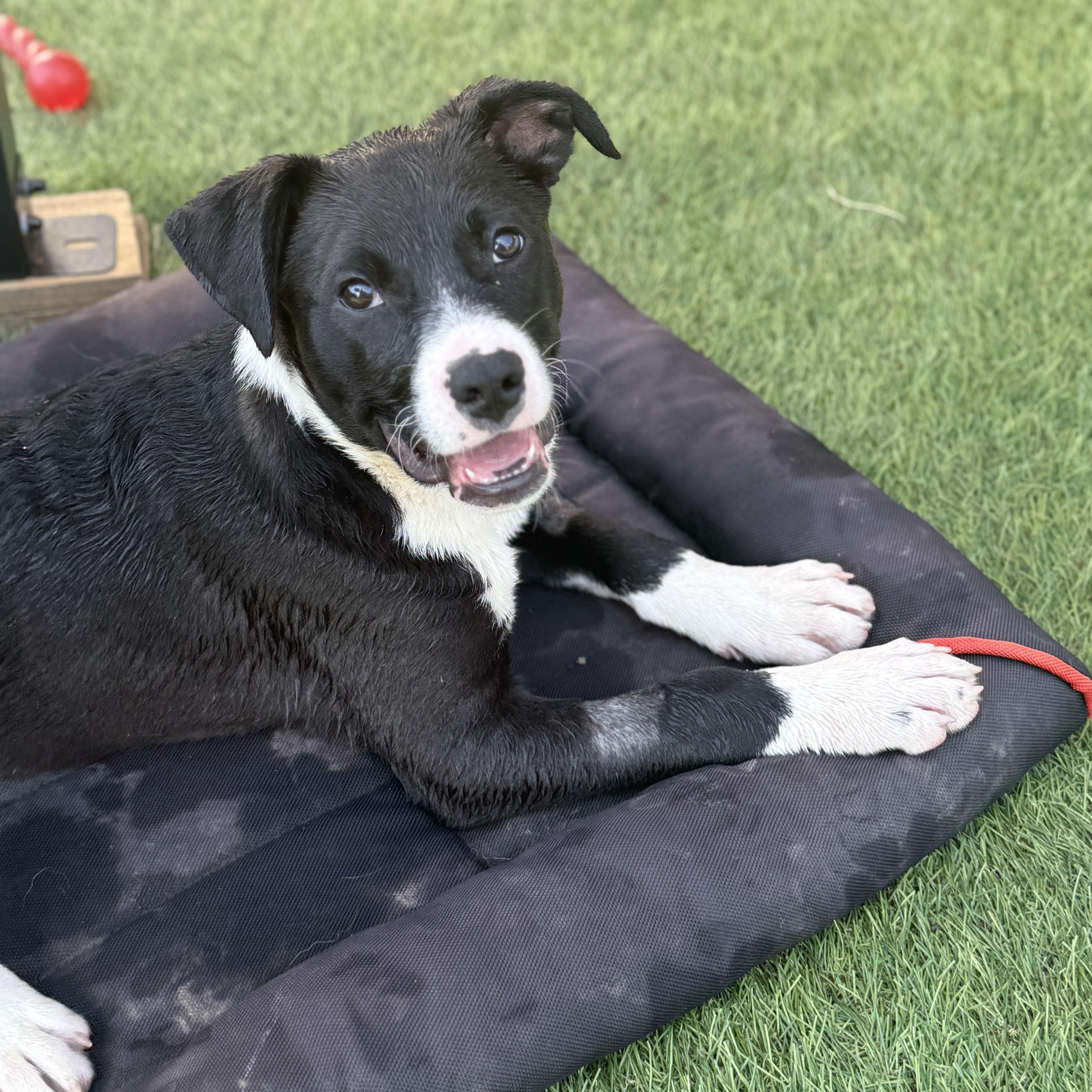 Finn, a Adoptable mixed breed in Glenolden, PA image 2/5