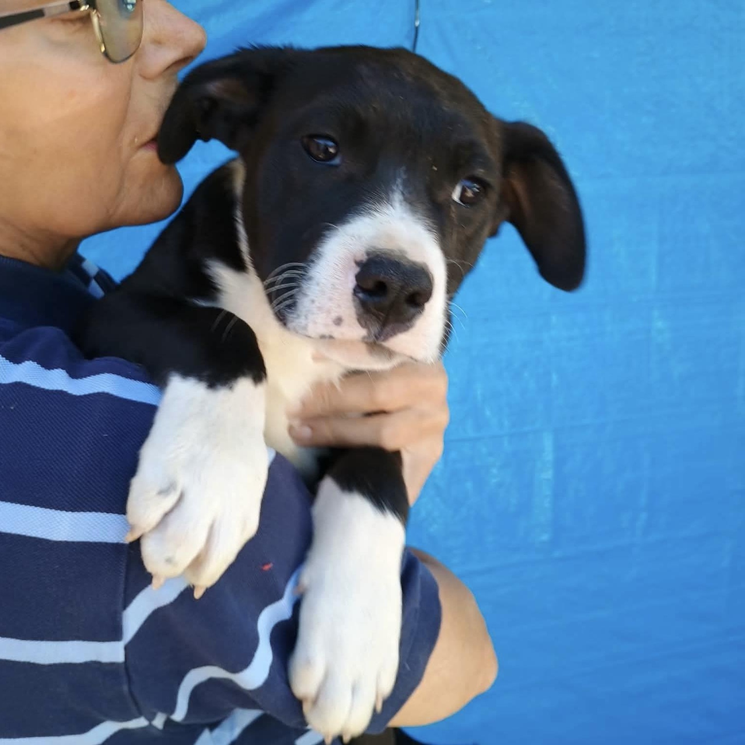 Finn, a Adoptable mixed breed in Glenolden, PA image 4/5