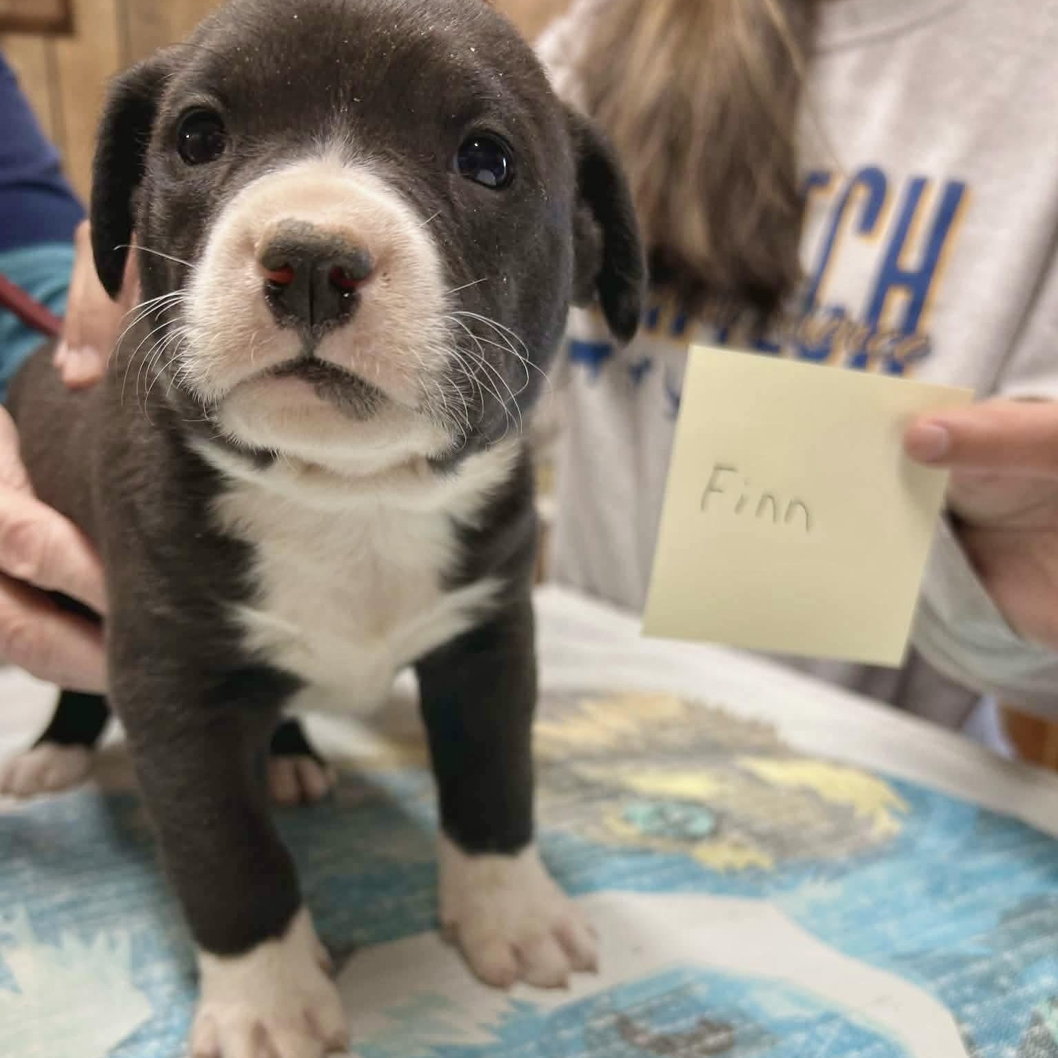 Finn, a Adoptable mixed breed in Glenolden, PA image 5/5