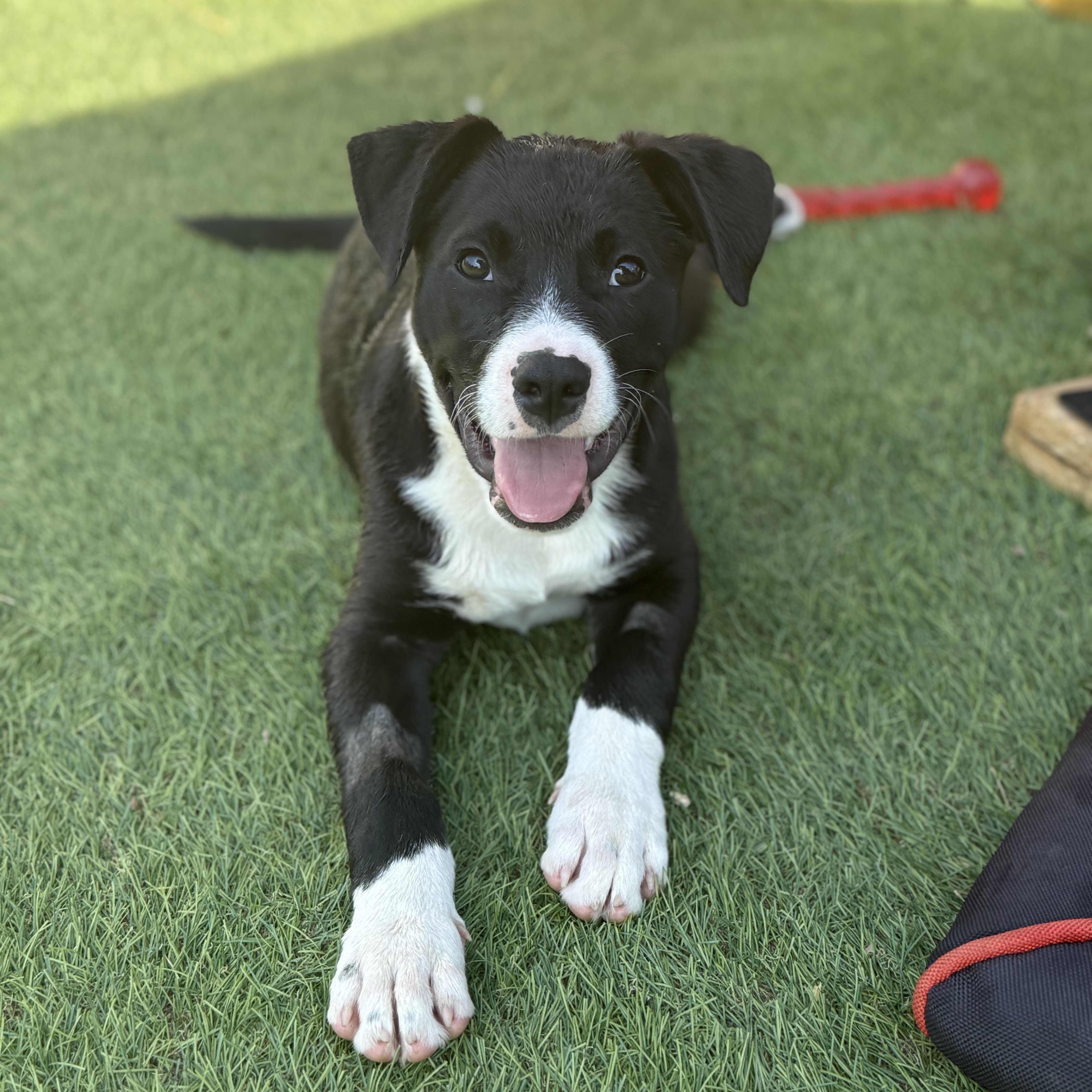 Finn, Adoptable, Puppy Male Labrador Retriever & Pit Bull Terrier.