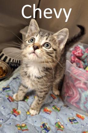 Chevy, Adopted, Kitten Female Tabby & Domestic Medium Hair.