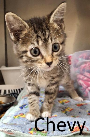 Enlarge Chevy, a Adopted mixed breed in Mountain View, AR image 2/2