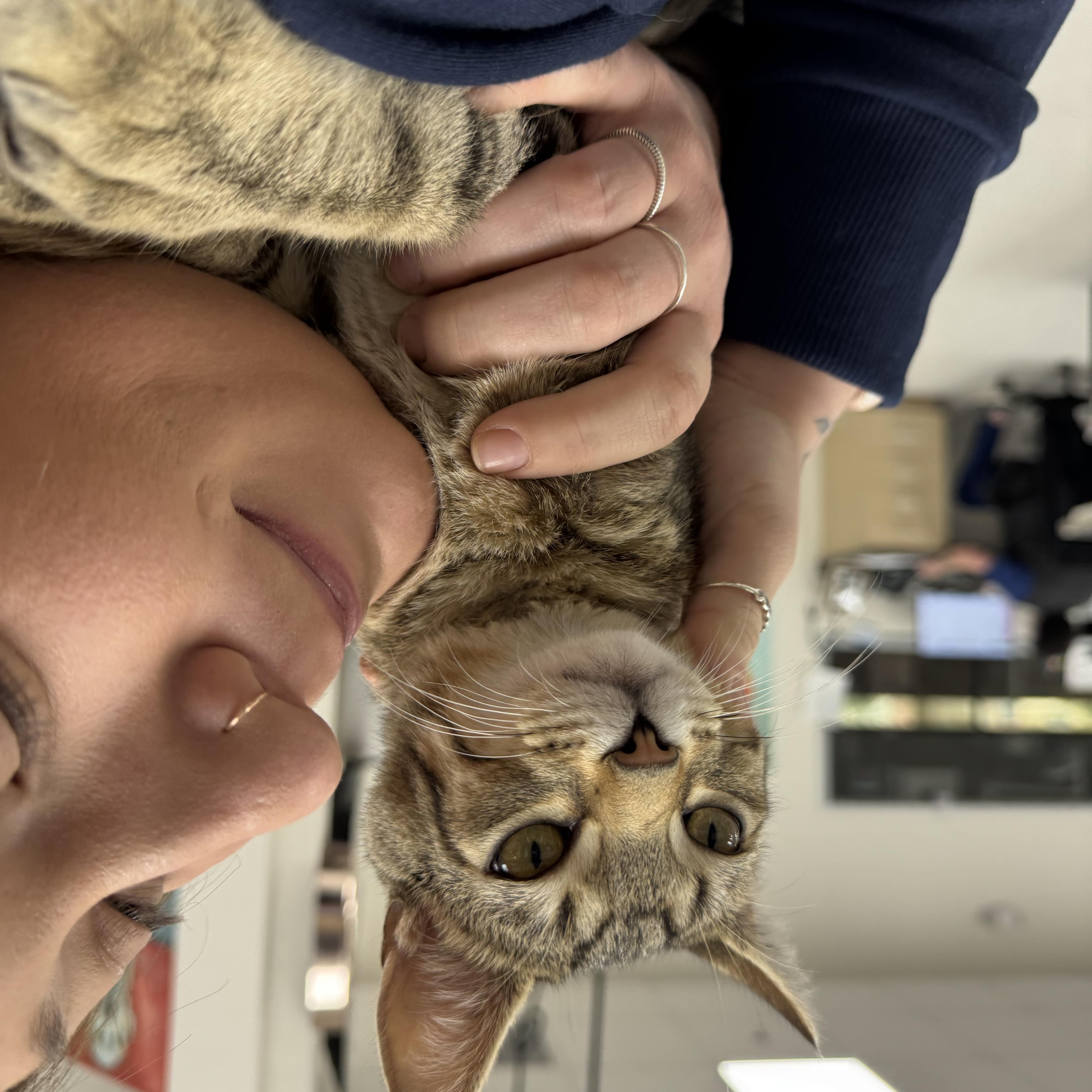 Enlarge Dexter, a ADOPTABLE Domestic Short Hair in North Richland Hills, TX image 3/3