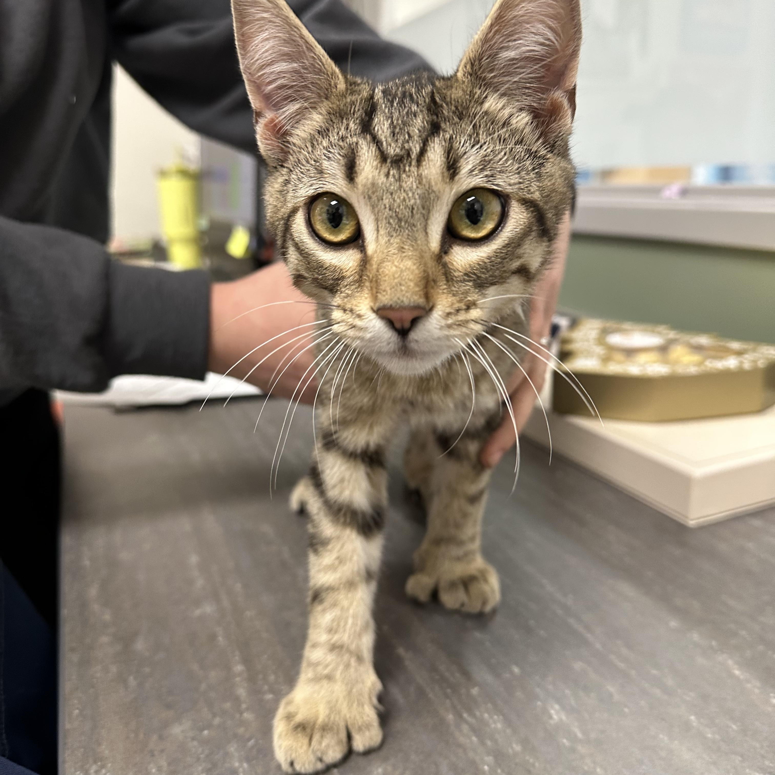 Enlarge Dexter, a ADOPTABLE Domestic Short Hair in North Richland Hills, TX image 1/3