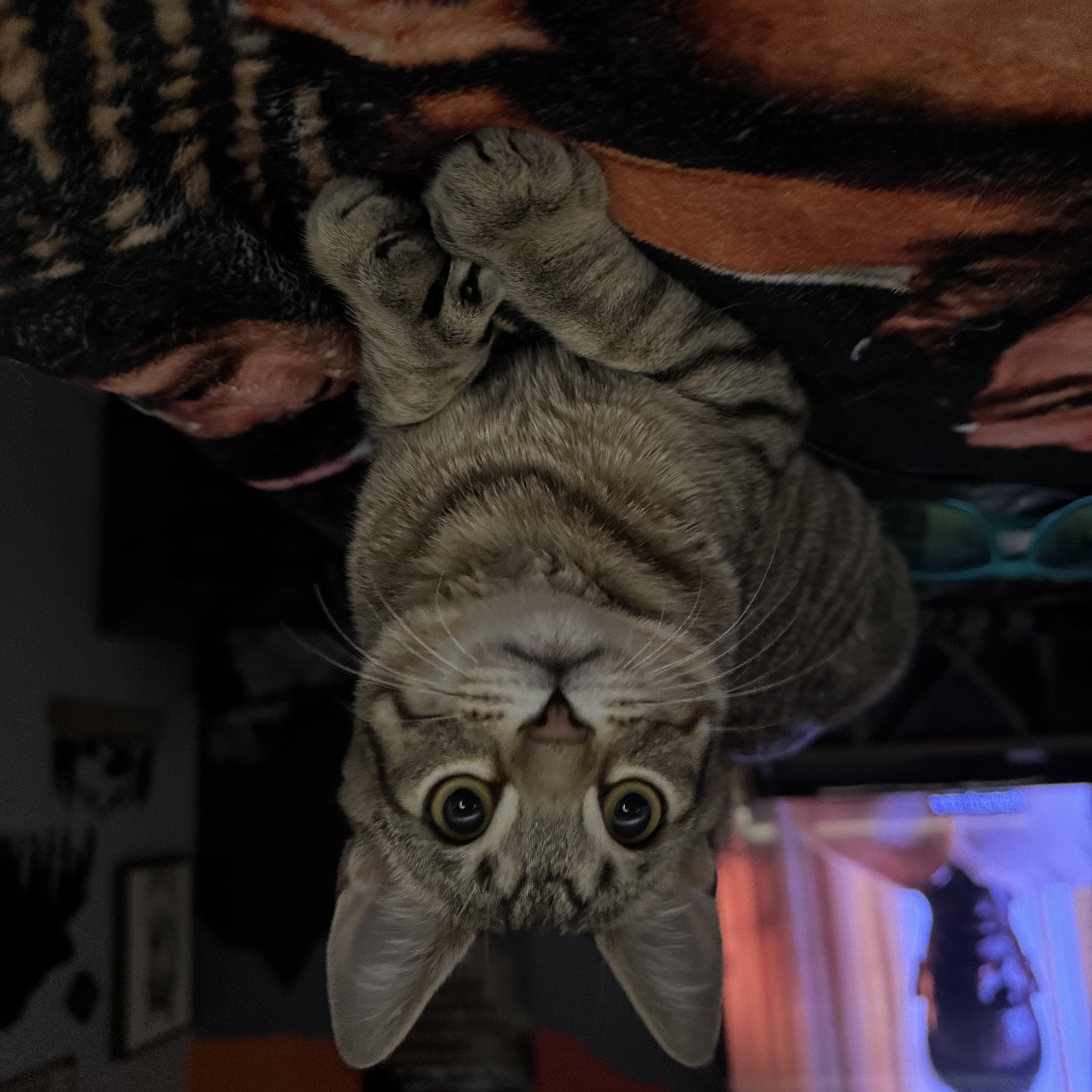 Enlarge Dexter, a ADOPTABLE Domestic Short Hair in North Richland Hills, TX image 2/3