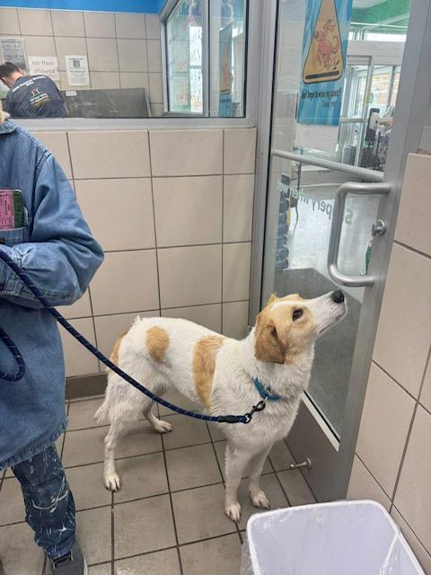 Enlarge Barbie, a Adopted Mixed Breed in Blue Island, IL image 3/3