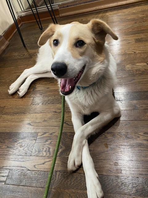 Barbie, Adopted, Adult Female Mixed Breed.