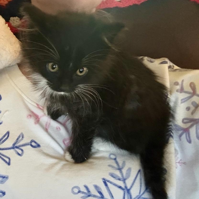 Zelda, Adoptable, Kitten Female Domestic Medium Hair.