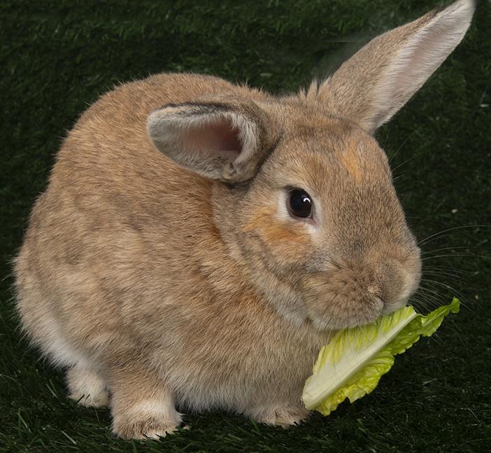 Marty, an adopted American in Chicago, IL image 4/5