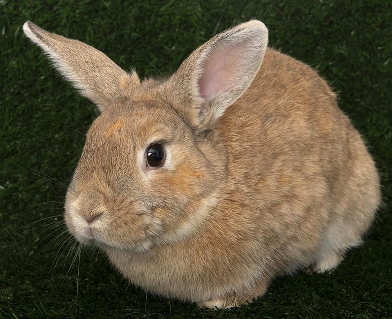 Marty, ADOPTABLE, Young Female American.